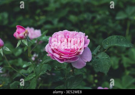 Eine Nahaufnahme zeigt eine leuchtende rosa Rose in voller Blüte, umgeben von üppig grünem Laub, die eine ruhige Gartenszene schafft Stockfoto