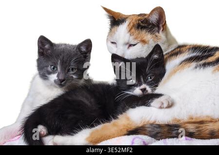 Dieses herzerwärmende Bild zeigt eine Calico-Katze mit ihren zwei Kätzchen, eines grau und eines schwarz, alle zusammen gekuschelt Stockfoto