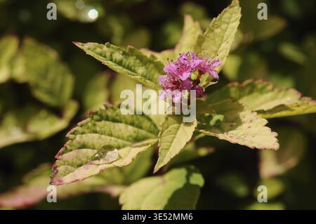 Diese Makroaufnahme fängt die zarte Schönheit der Natur mit leuchtenden Farben und komplexen Details ein Stockfoto