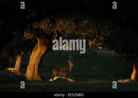 Ein junger Nachläufer bleibt bei Sonnenuntergang unter dem Baum. Ein Hirsch, der in seinem natürlichen Lebensraum in Andalusien steht. Tierwelt in Spanien. Stockfoto