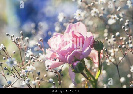 Eine Nahaufnahme zeigt eine wunderschöne rosafarbene Rose, umgeben von zarten weißen Blüten und Knospen, die in sanftes Licht getaucht sind Stockfoto