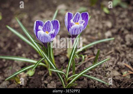 Zwei violette Krokusse mit weißen Streifen blühen im Frühlingsgarten Stockfoto
