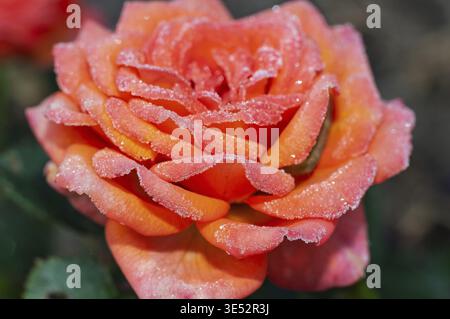 Nahaufnahme einer leuchtenden orangefarbenen Rose mit zarten Eiskristallen auf den Blütenblättern, die eine atemberaubende Darstellung der Natur schaffen Stockfoto