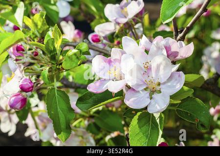 Nahaufnahme der zarten Apfelblüten und Knospen an einem Zweig im Frühjahr, die die lebendigen Farben des neuen Wachstums und der floralen Schönheit einfangen Stockfoto