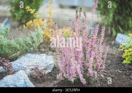 Dieses Bild zeigt eine wunderschöne Darstellung rosafarbener Heidekraut-Blumen in einem Garten, umgeben von anderen bunten Pflanzen und Felsen Stockfoto