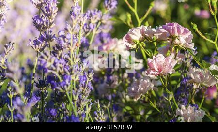 Eine lebendige Nahaufnahme mit Lavendelblüten und zarten rosa Rosen in einem sonnigen Garten, perfekt für die Vermittlung natürlicher Schönheit Stockfoto