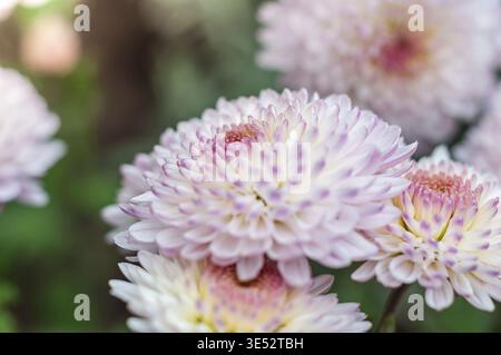 Nahaufnahme der zarten, hellrosa Chrysanthemen-Blüten in voller Blüte Stockfoto