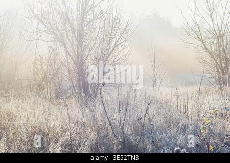 Das Bild fängt eine ruhige Morgenszene ein, in der der Frost sanft das Gras und die Bäume bedeckt und eine wunderschöne, ätherische Atmosphäre schafft Stockfoto