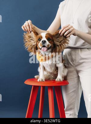 Nahaufnahme eines süßen kleinen Hundes, der auf einem roten Stuhl sitzt. Hände einer Frau, die Ohren eines Hundes hält Stockfoto
