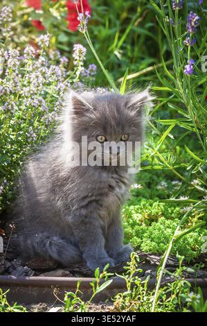Ein flauschiges graues Kätzchen sitzt in einem Garten umgeben von grünen Pflanzen und bunten Blumen und genießt die Wärme der Sonne Stockfoto
