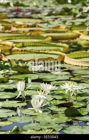 Maurischer Garten mit Teich, Seerose, Wilhelm Zoologischer Botanischer Garten, Stuttgart, Bad Cannstatt, Neckartal, Neckar, Deutschland Stockfoto