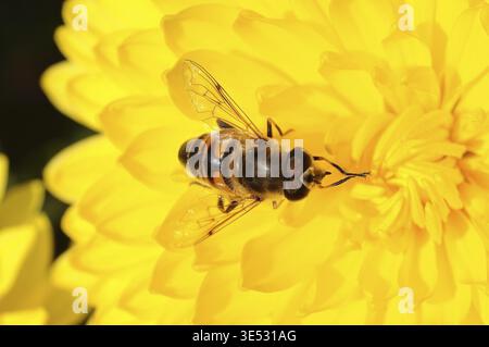 Dieses Makrofoto zeigt eine luftfliege, auch bekannt als Blumenfliege, auf einer leuchtend gelben Blüte Stockfoto