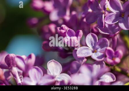 Eine wunderschöne Makroaufnahme zeigt die zarten Details einer Fliederblume, die ihre Schönheit und komplexe Struktur in atemberaubender Detailtreue einfängt Stockfoto