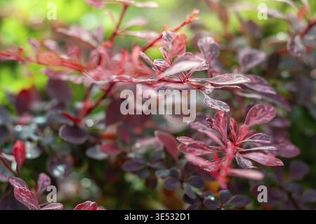 Nahaufnahme eines Berberberberitzenstrauchs mit leuchtenden roten und violetten Blättern vor einem unscharfen grünen Hintergrund Stockfoto