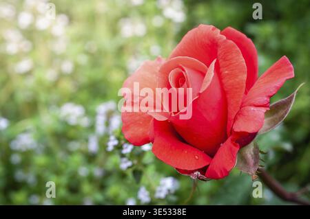 Eine lebendige Nahaufnahme einer wunderschönen roten Rose in voller Blüte, vor einem unscharfen grünen Gartenhintergrund mit kleinen weißen Blumen Stockfoto