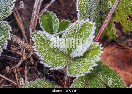 Erdbeerblatt im Morgenfrost, Herbstgarten frostiges Wetter. Gras im Frost Stockfoto