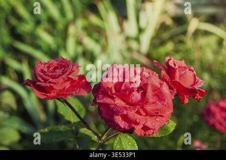Nahaufnahme von drei atemberaubenden roten Rosen mit Wassertropfen auf den Blütenblättern, vor einem unscharfen grünen Hintergrund aus Laub Stockfoto