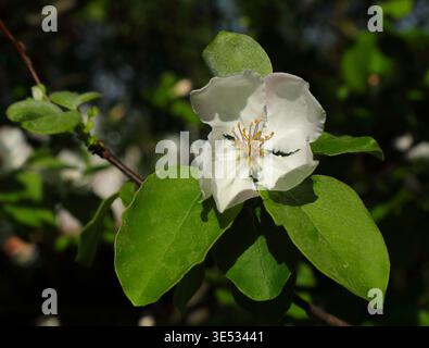 Frühlingsblumen. Europäischer Wildapfel oder Krabbenapfelblüte - Malus sylvestris. Neu geöffnet. Selektiver oberer Fokus. Oeiras, Lissabon, Portugal. Stockfoto