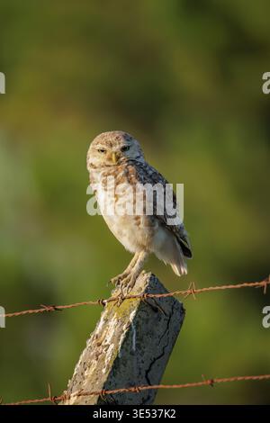Die grabende Eule (Athene cunicularia) thront auf einem Zaunpfosten. Stockfoto