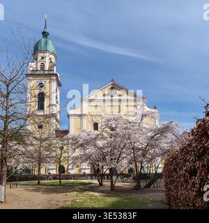 Die Kirschblüte blüht im Frühjahr vor der römisch-katholischen Kirche St. Joseph in Maxvorstadt, München, Bayern. Stockfoto