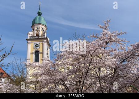 Die Kirschblüte blüht im Frühjahr vor der römisch-katholischen Kirche St. Joseph in Maxvorstadt, München, Bayern. Stockfoto