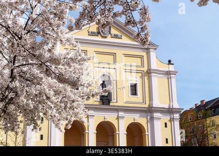 Die Kirschblüte blüht im Frühjahr vor der römisch-katholischen Kirche St. Joseph in Maxvorstadt, München, Bayern. Stockfoto