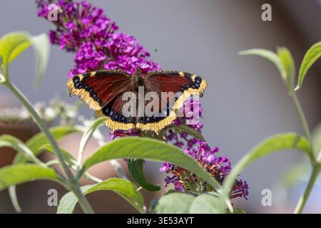 Trauermantel Schmetterling, Nymphalis antiopa, ernährt sich von einer lila Buddleia, bekannt als Schmetterlingsstrauch in einem kalifornischen Garten im März 2026 Stockfoto