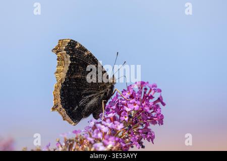 Trauermantel Schmetterling, Nymphalis antiopa, ernährt sich von einer lila Buddleia, bekannt als Schmetterlingsstrauch in einem kalifornischen Garten im März 2026 Stockfoto