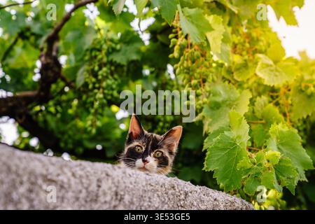 Eine Katze, die hinter einer Gartenmauer in einem kleinen kretischen Dorf blickt Stockfoto