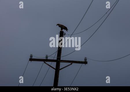 Junger Weißkopfseeadler auf einem hölzernen Utility-Pole vor einem grauen Himmel Stockfoto
