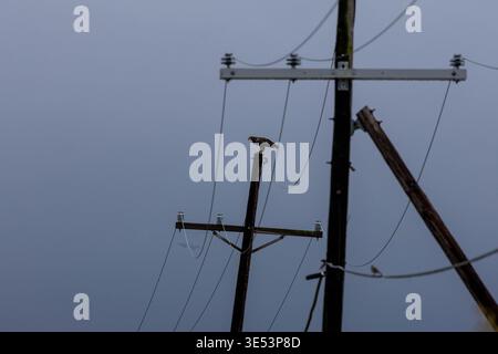 Junger Weißkopfseeadler auf einem hölzernen Utility-Pole vor einem grauen Himmel Stockfoto