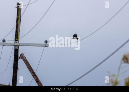 Junger Weißkopfseeadler auf einem hölzernen Utility-Pole vor einem grauen Himmel Stockfoto