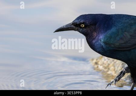 Schillerndes Grackle-Profil am Wasserrand Stockfoto
