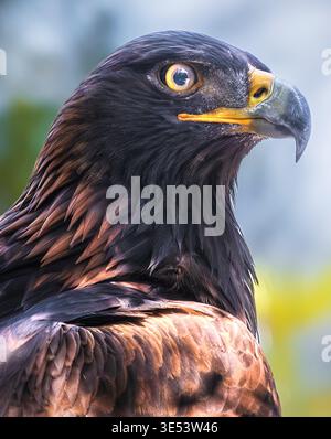 Goldadler Nahporträt mit scharfem Auge und detaillierten Federn, mächtigem Greifvogel. Stockfoto