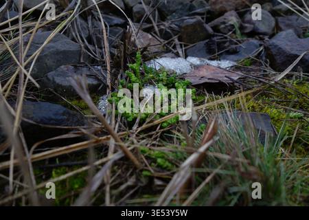 Nahaufnahme von grünem Moos, das zwischen Felsen, trockenem Gras und schmelzendem Schnee auf dem Boden wächst. Das Bild erfasst einen frühen Frühlingsübergang mit n Stockfoto