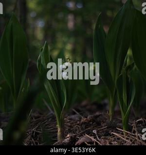Lily of the Valley blüht auf einem schattigen Waldboden, umgeben von üppig grünen Blättern und sanftem natürlichem Licht. Der zarte weiße glockenförmige bl Stockfoto