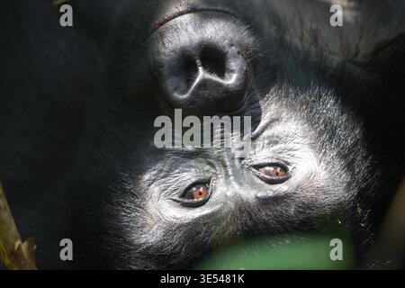 Gorilla, der auf dem Boden liegt, mit einer Nahaufnahme seines Gesichts in der Wildnis, Uganda. Stockfoto