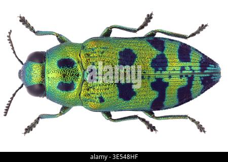 Metallischer Holzbohrkäfer in der Familie Buprestidae, Lamprodila festiva. Ein erwachsenes Insekt auf weißem Hintergrund. Stockfoto