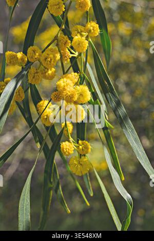 Gelbe Akazienblüten mit langen grünen Blättern in weichem natürlichem Licht Stockfoto