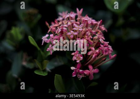 Wunderschöne Gruppe rosafarbener Ixora-Blumen in natürlichem Licht Stockfoto