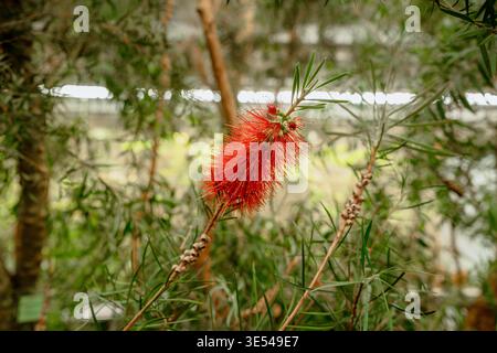 Dies ist ein callistemon, ein immergrüner Sträucher oder kleiner Baum aus der Familie der Myrtaceae. Stockfoto