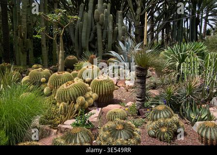 Gruppe von großen goldenen Fass-Kakteen und hohen Säulenkakteen im botanischen Garten Huerto del Cura, Elche, Alicante, Valencianische Gemeinschaft, Spanien. Stockfoto