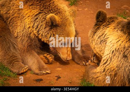 Zwei europäische Braunbären sind in einem großen Gehege aktiv. Es ist fast so, als würden sie ein paar unterhaltsame Spiele spielen. Stockfoto