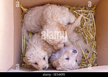 Neugeborene Golden Labrador Doodle Welpen Hunde in Box Stockfoto