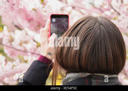 Eine junge Frau, die im japanischen Park Kirschblüten mit rotem Smartphone fotografiert, repräsentiert den saisonalen Frühjahrstourismus. Stockfoto