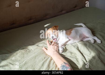 Ein Mann streckt sich zum Welpen, der im sonnendurchfluteten Zimmer auf dem Bett liegt. Kleiner Hund, der mit dem Besitzer spielt. Lebensstil und Gesellschaft von Haustieren. Tierpflege, Bindung an Stockfoto