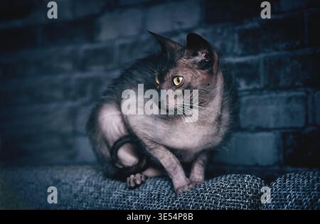 Porträt einer Werwolfkatze, die auf dem Sofa sitzt und wegblickt. Panoramabild. Stockfoto