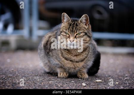 Niedliche Straßenkatze sitzt draußen und sieht zufrieden weg. Horizontales Bild mit selektivem Fokus. Stockfoto