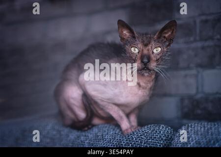 Porträt einer grummeligen Lykoi-Katze, die auf dem Sofa sitzt und komisch in die Kamera sieht. Stockfoto