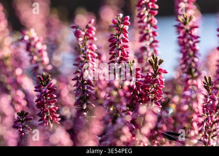 Aus nächster Nähe blühende Heidekraut mit rosa und violetten Blüten in weichem Tageslicht. Die geringe Schärfentiefe und das sanfte Bokeh sorgen für eine de Stockfoto